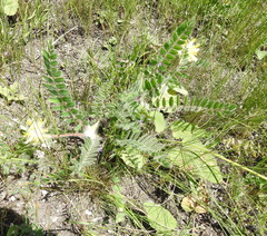 Astragalus dasyanthus