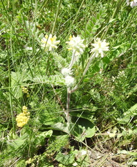 Astragalus dasyanthus