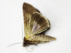Lophoptera