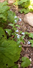 Myosotis alpestris