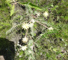 Astragalus dasyanthus
