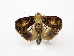 Lophoptera