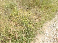 Hippocrepis scabra