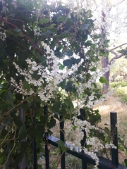 Fallopia baldschuanica