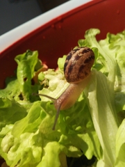 Cornu aspersum