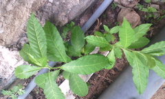 Petiveria alliacea