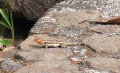 Sceloporus teapensis