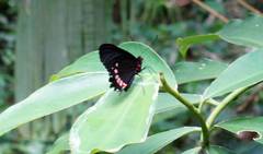Parides erithalion polyzelus