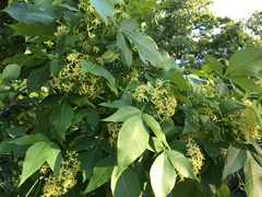 Ptelea trifoliata mollis