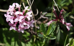 Daphne striata