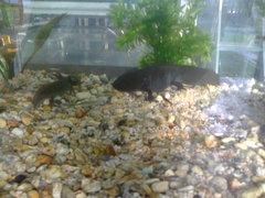Ambystoma mexicanum