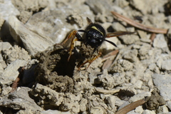 Odynerus melanocephalus