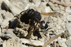 Odynerus melanocephalus