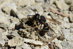 Odynerus melanocephalus