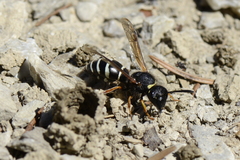 Odynerus melanocephalus