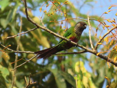 Santarem Parakeet photo 2