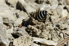 Odynerus melanocephalus