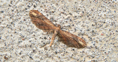 Eupithecia subapicata