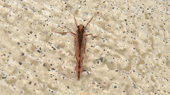 Stamnoctenis pearsalli