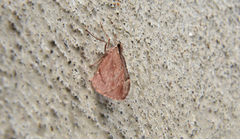 Stamnoctenis pearsalli