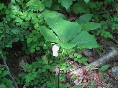 Trillium rugelii