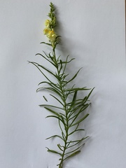 Linaria vulgaris