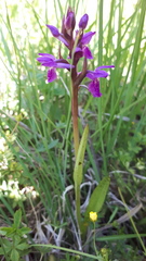 Dactylorhiza traunsteineri