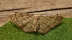 Idaea politaria