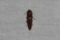 Orthostethus infuscatus