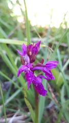 Dactylorhiza traunsteineri