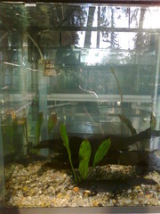 Ambystoma mexicanum