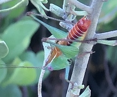 Odontoxiphidium apterum