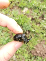 Copris hispanus cavolinii