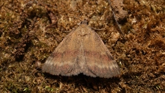 Phytometra viridaria