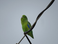 Forpus xanthopterygius