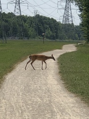 Odocoileus virginianus