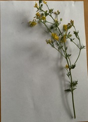 Medicago falcata