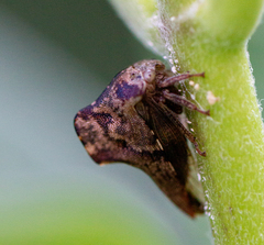 Telamona ampelopsidis