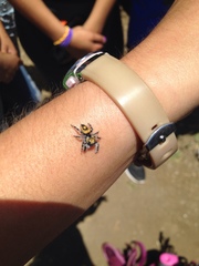 Phidippus californicus