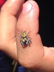 Phidippus californicus