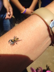 Phidippus californicus