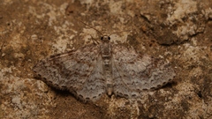 Hydrelia sylvata