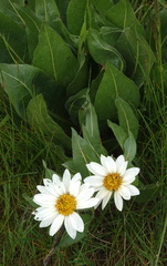 Wyethia helianthoides