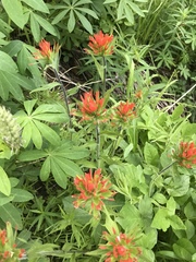 Castilleja suksdorfii