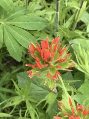Castilleja suksdorfii