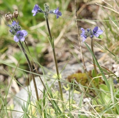 Veronica bellidioides