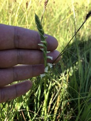 Spiranthes aestivalis