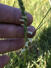 Spiranthes aestivalis