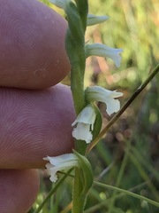 Spiranthes aestivalis