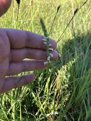 Spiranthes aestivalis